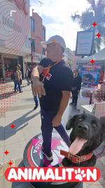 ANIMALITON