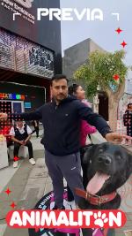 ANIMALITON